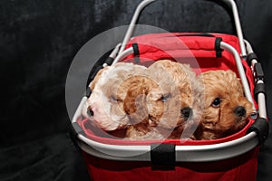 Three Cavoodle puppies in a basket photo