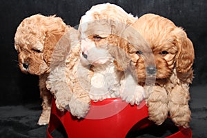 Three Cavoodle puppies red bowl photo