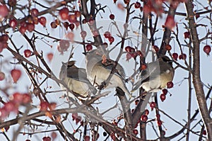 Three Cedar waxwings in berry tree in winter
