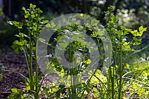 three celery in a small home garden