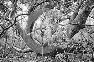 Three Century Live Oak Tree Atlantic Beach NC