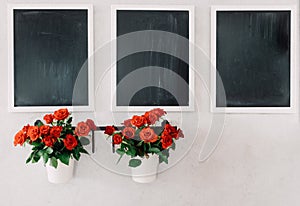 Three chalkboards and two mini roses pots on the concrete grunge wall.
