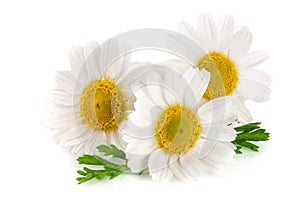Three chamomile or daisies with leaves isolated on white background