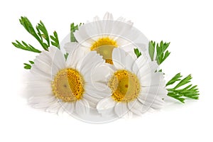 Three chamomile or daisies with leaves isolated on white background