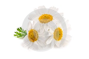 Three chamomile or daisies with leaves isolated on white background