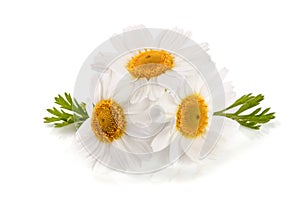 Three chamomile or daisies with leaves isolated on white background