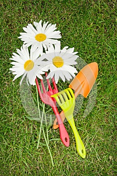 Three chamomile flowers and garden tools over green grass