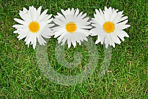 Three chamomile flowers over green grass