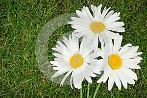 Three chamomile flowers over green grass