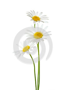 Three Chamomiles Ox-Eye Daisy isolated on white background