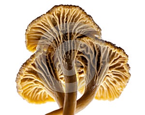 Three Chanterelle mushrooms isolated on a white background