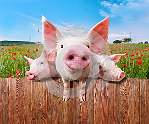 Three charming pigs from wonderful farm.