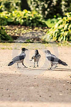 Three chatty girls - humorous and funny scene in the park. photo