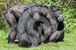 Three cheeky chimpanzees sitting close together