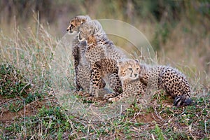 Three cheetah cubs