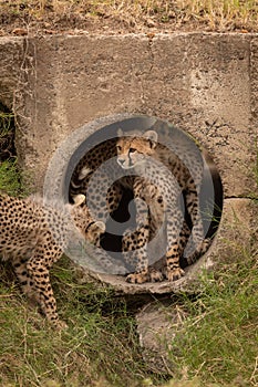 Three cheetah cubs at entrance to pipe