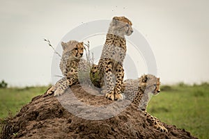 Three cheetah cubs facing right on mound
