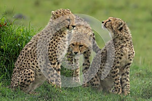 Three cheetah cubs on grass in rain photo