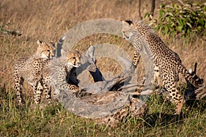 Three cheetah cubs leaning on dead log