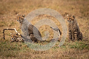 Three cheetah cubs look left by branch