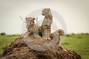 Three cheetah cubs looking around on mound