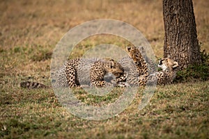 Three cheetah cubs lying down play fighting