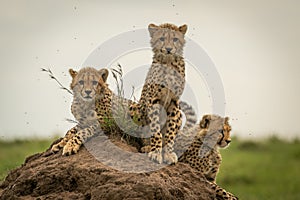 Three cheetah cubs on mound scanning savannah