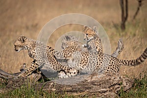 Three cheetah cubs play around dead log