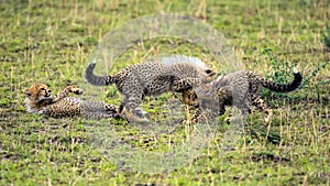 Three cheetah cubs playing on savannah