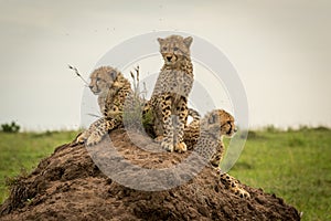 Three cheetah cubs scanning horizon on mound