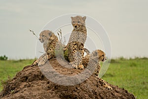 Three cheetah cubs side-by-side on termite mound