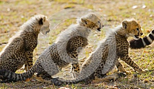 Three cheetah cubs sit one behind the other. Kenya. Tanzania. Africa. National Park. Serengeti. Maasai Mara.