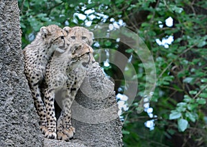 Three cheetah cubs on a termite mound
