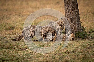 Three cheetah cubs wrestling beside tree trunk