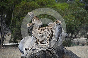 Three Cheetahs