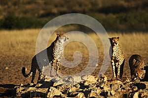 Three Cheetahs brothers Acinonyx jubatus in Kalahari desert close to waterhole