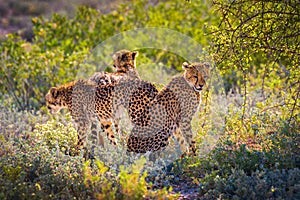 Three cheetahs in the Etosha National Park