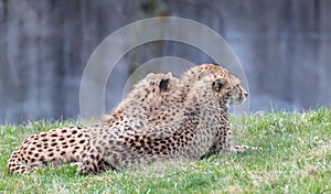 Three cheetahs laying in the grass, copy space