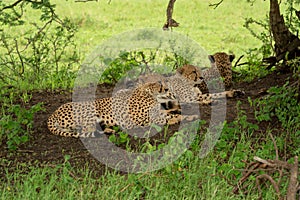 Three cheetahs lie in shade of tree