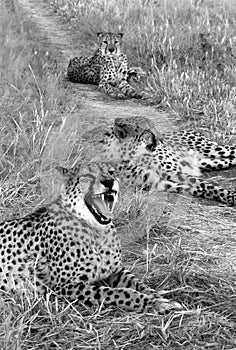 Three cheetahs - Namibia