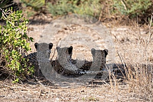 Three cheetahs rest under the shade of a tree, back facing camera, in Amboseli National Park Kenya Africa