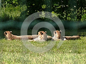 Three cheetahs resting