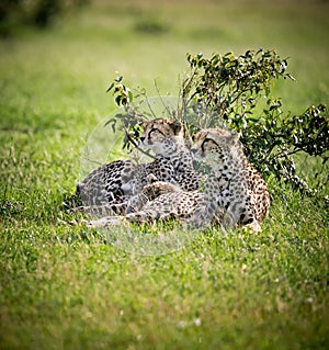 Three cheetahs resting after a kill