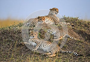 Three cheetahs in the savannah. Kenya. Tanzania. Africa. National Park. Serengeti. Maasai Mara.