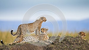 Three cheetahs in the savannah. Kenya. Tanzania. Africa. National Park. Serengeti. Maasai Mara.