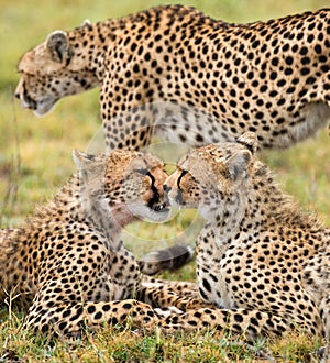 Three cheetahs in the savannah. Kenya. Tanzania. Africa. National Park. Serengeti. Maasai Mara.