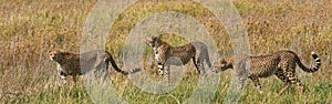 Three cheetahs in the savannah. Kenya. Tanzania. Africa. National Park. Serengeti. Maasai Mara.