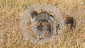 Three cheetahs in the savannah. Kenya. Tanzania. Africa. National Park. Serengeti. Maasai Mara.