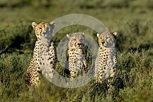 Three Cheetahs sitting, Serengeti