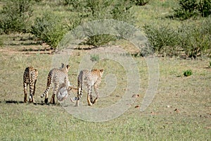 Three Cheetahs on a Springbok kill.